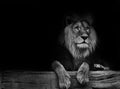 Black and white poster lion Royalty Free Stock Photo