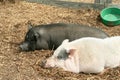 Black and White Potbellied Pigs Royalty Free Stock Photo
