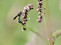 Black & White Potter Wasp on Pink Smartweed Royalty Free Stock Photo