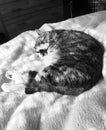 Black and White | Pretty Junior Tabby Girl Cat Royalty Free Stock Photo