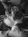 Black and White | Pretty Junior Tabby Girl Cat Relaxing Royalty Free Stock Photo