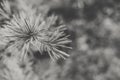 Black and white prickly branches of a fur-tree or pine. Fluffy fir tree branch close up. background blur Royalty Free Stock Photo