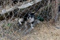 Black and white puppy behind a fence Royalty Free Stock Photo