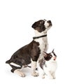 Cute Puppy and Kitten Sitting Together Looking Up Royalty Free Stock Photo