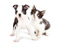 Black and White Puppy and Kitten Together Royalty Free Stock Photo