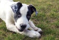 Black and white puppy lying on the grass and gnawing a bone Royalty Free Stock Photo