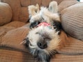 Black and white puppy with pink collar sleeping on chair