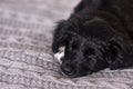 Black and white puppy sleeps Royalty Free Stock Photo