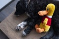 Black and white puppy sleeps with a toy Royalty Free Stock Photo