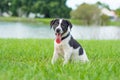 Black and white puppy