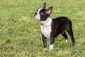 Black And White Purebred French Bulldog Pet Dog Standing In Grass Field