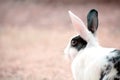 Black and White Rabbit Breed Royalty Free Stock Photo