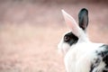 Black and White Rabbit Breed