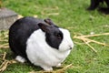 Black and white rabbit in a farm