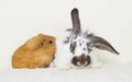 Black and white rabbit and a golden guinea pig Royalty Free Stock Photo