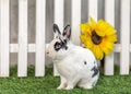 Black and white rabbit on grass near the fence Royalty Free Stock Photo