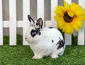 Black and white rabbit on grass near the fence Royalty Free Stock Photo