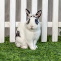 Black and white rabbit on grass near the fence Royalty Free Stock Photo