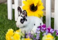 Black and white rabbit on grass near the fence Royalty Free Stock Photo