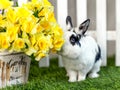 Black and white rabbit on grass near the fence