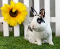 Black and white rabbit on grass near the fence Royalty Free Stock Photo