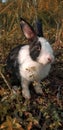 Black and white rabbit outdoors. Close up bunny rabbit in agriculture farm