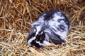 Black-white rabbit sitting in bed of straw Royalty Free Stock Photo