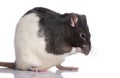 Black and white Rat Royalty Free Stock Photo