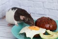 Black and white rat eating scrambled eggs and a hamburger. Royalty Free Stock Photo