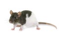 Black and white rat Royalty Free Stock Photo