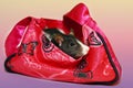 Black and white rat in purse Royalty Free Stock Photo