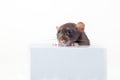 Black and white rat stands with its front paws on the box and peeks out from behind it. isolated on a white background