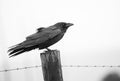 Black and White Raven on Fence Post