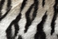 Black and white real pattern of tiger pelt