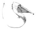 Black and white realistic pelican illustration