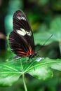 Black White Red Butterfly. Heliconius melpomene Royalty Free Stock Photo