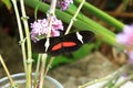 A black, white and red butterfly over a pink flower Royalty Free Stock Photo