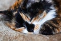 Black white red cat sleeping, close up portrait Royalty Free Stock Photo