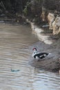 Duck on The River Bank