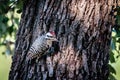 Ladder-backed Woodpecker on the Texas Oak Tree