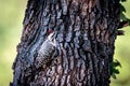 Ladder-backed Woodpecker on the Texas Oak Tree