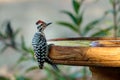 Ladder-backed Woodpecker at the Bird Bath