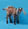 Black, white and red Nubian lamb on blue