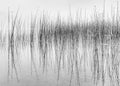 Black and white of reflecting reeds in water Royalty Free Stock Photo