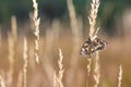 Black and White Resting Butterfly on a Blade Royalty Free Stock Photo