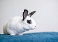 A black and white Rex mixed breed pet rabbit Royalty Free Stock Photo