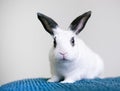 A black and white Rex mixed breed pet rabbit Royalty Free Stock Photo