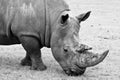 Black and white Rhino Royalty Free Stock Photo