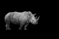 Black and White Rhino with copy space Royalty Free Stock Photo