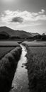 Black And White Rice Field Photography With Japanese Contemporary Style Royalty Free Stock Photo